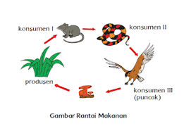 Materi dan kunci jawaban tematik kelas 5 tema 5 subtema 2 halaman 56 58 59 gawe kami. Magic Blog Rantai Makanan