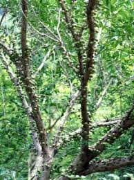 Image result for Ficus sansibarica