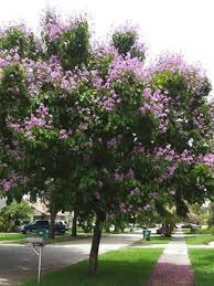 Image result for Lagerstroemia speciosa