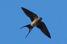 How to say swallow in italian. Swallow Wiktionary