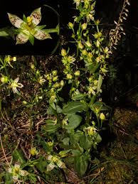 Image result for Swertia welwitschii