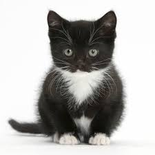 Black And White Siamese Cat Black And White Kitten Sitting Against White Background Photographic Print Mark Taylor Art Com Black And White Kittens Kittens Cutest Kitten Drawing