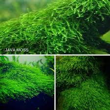 Java Moss Easy Care Hardy Long Lasting Live Aquarium Plant Planted Aquarium Live Aquarium Plants Live Aquarium