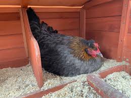 Eggs are one of nature's superfood. What Is A Broody Hen And What Do You Do About It Hello Homestead