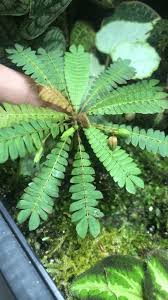 Image result for Biophytum