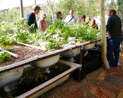 Diy Everything You Need To Know To Build A Simple Backyard Aquaponics System