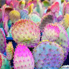 How Gorgeous Is This Rainbow Cactus Getting Some Inspiration From Riridescence Regram Via Juliemor Rainbow Cactus Cactus Paintings Mexican Garden