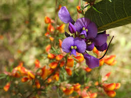 Image result for Phyllanthus caespitosus