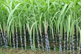 If you live in a warm climate, you can grow sugarcane varieties in your garden beds. Fresh Sugarcane No Artificial Flavour Rs 3 Kilogram Naresh Sugar Enterprise Id 20240176873