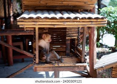 10,641 Monkey House Royalty-Free Images, Stock Photos & Pictures |  Shutterstock