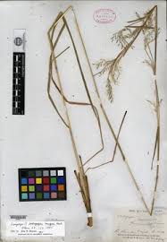 Image result for Andropogon canaliculatus