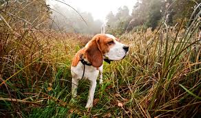 Rabbit Hunting Dogs That Rabbit In The Hole Isn T Going Anywhere