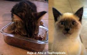 Meet PeopleCats of TopTropicals. Cats of the Day: Abu, Raja and their 9  lives. Top Tropicals Blog