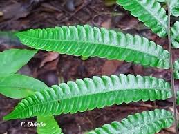 Image result for Thelypteridaceae