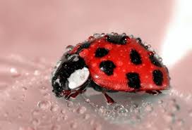 Rever De Coccinelle En Islam Sens Et Interpretation Reve Islam