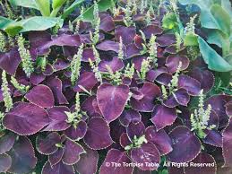 Image result for Coleus tetragonus