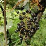 Image result for Ampelocissus