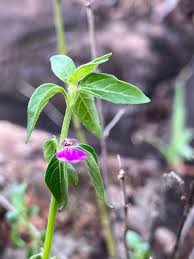 Image result for Justicia diclipteroides