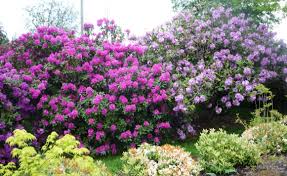 Pin By Beth Meyer On Garden Trees To Plant Plants Rhododendron
