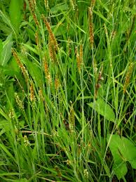 Image result for Brachychloa