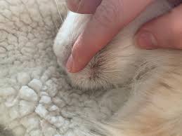 Infected blackheads can have serious health implications, so learn the best ways to prevent this feline skin issue. Feline Chin Acne Thecatsite