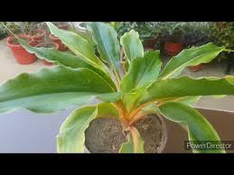 If you grow plants at home or in. Orange Spider Plant Fire Flash Mandarin Plant Chlorophytum Orchidastrum Complete Care Youtube