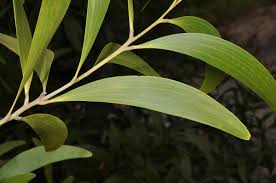 Image result for Acacia auriculiformis