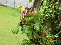 Image result for Platycerium elephantotis