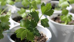 Kelima, tanam daun sedalam 5 cm agar daun tidak mudah goyah. Cara Menanam Daun Sop Yang Baik Dan Benar Untuk Pemula