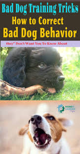 Bad Dog Behavior Training Tricks With The King Of Dog Training Anthony Bad Dog Dog Training Tips Dog Behavior Training