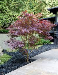 This Lush West Coast Garden Doubles As An Enchanted Forest Mondo Grass Black Mondo Grass Japanese Maple Tree Landscape