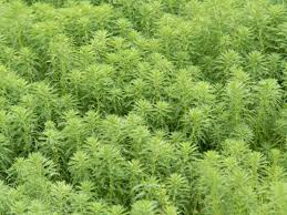 Diy ant killers are cheap and easy to make. 17 Attractive Invasive Plants That Will Take Over Your Garden