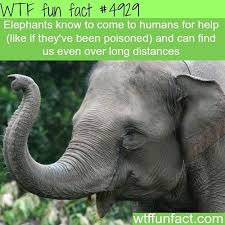 Wtffunfacts Wtf Fun Facts Fun Facts Elephant Facts