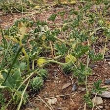 Image result for Cucumis myriocarpus