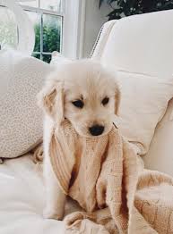 Babyanimals Cuties In 2020 Cute Little Puppies Cute Animals Cute Dogs