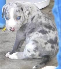 Browse thru our id verified puppy for sale listings to find your perfect puppy in your area. Catahoula Blue Lacy Puppies For Sale In Seguin Texas Classified Americanlisted Com