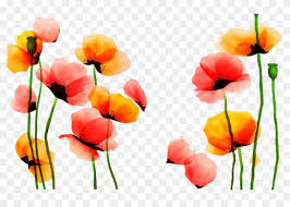 Poppy Watercolor Painting Flower Red Yellow Pintado Flores Acuarela Png Free Transparent Png Clipart Images Download Hermosas flores flores pintadas flores bonitas gratis png material docente fotografia de flores fondos de flores pinceles fotos.