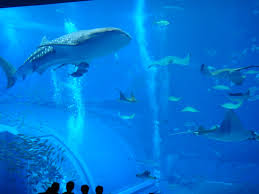 Okinawa Japan Okinawa Churaumi Aquarium Best Aquarium In The World Fish Pet Okinawa Trip