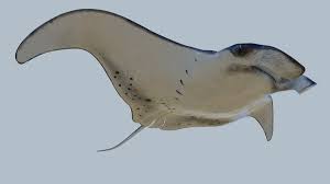 Realistic Manta Rigged Animation 3d Model Turbosquid 1212250 In 2020 Manta 3d Model Animation
