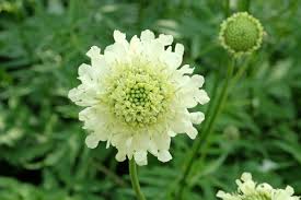 Image result for Cephalaria pungens