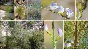 Image result for Psoralea