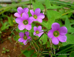 Image result for Oxalis latifolia