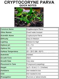 Joined 13 may 2013 messages 879. Quick Notes About Cryptocoryne Parva Water Parameters Freshwater Aquarium Plants Planted Aquarium Aquatic Plants