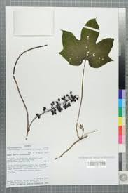 Image result for Dioscoreophyllum