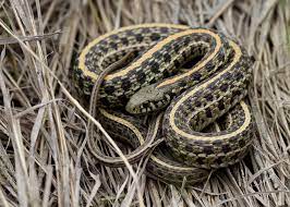 Plains Garter Snake Thamnophis Radix Pet Snake Snake Cute Reptiles