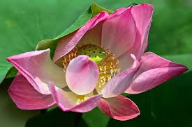 Bloomback offers a variety of preserved flower products. Lotus Flower At Gardens By The Bay Singapore Gardens By The Bay Singapore Tourist Spots Flowers