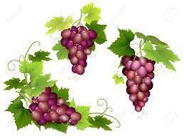 Resultado De Imagen De Racimo De Uvas Y Botella De Vino Dibujo Racimos De Uvas Uvas Imagenes De Botellas Dibujo de racimo de uvas para pintar. resultado de imagen de racimo de uvas y