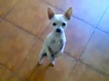 Todo Sobre Perros Chihuahua Bailando Flamenco