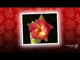 Image result for Hermannia quartiniana