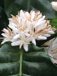 Image result for Crepidorhopalon parviflorus